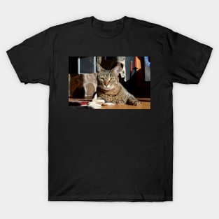 Brown Tabby T-Shirt